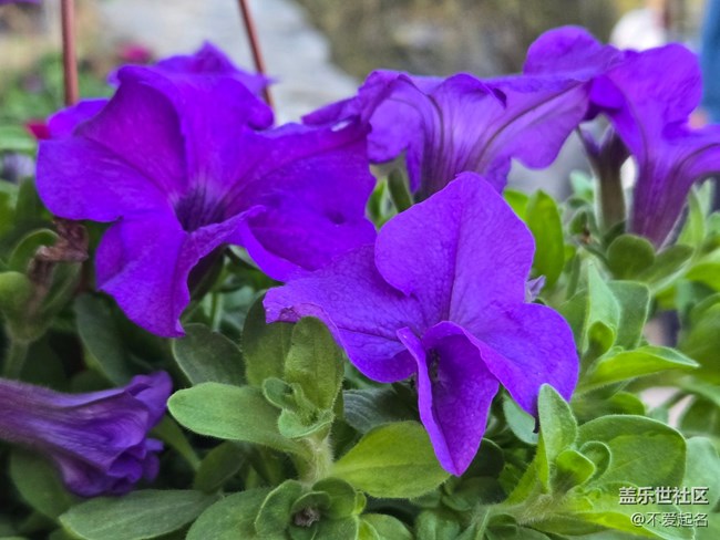 【拈花拾趣】百花齊放