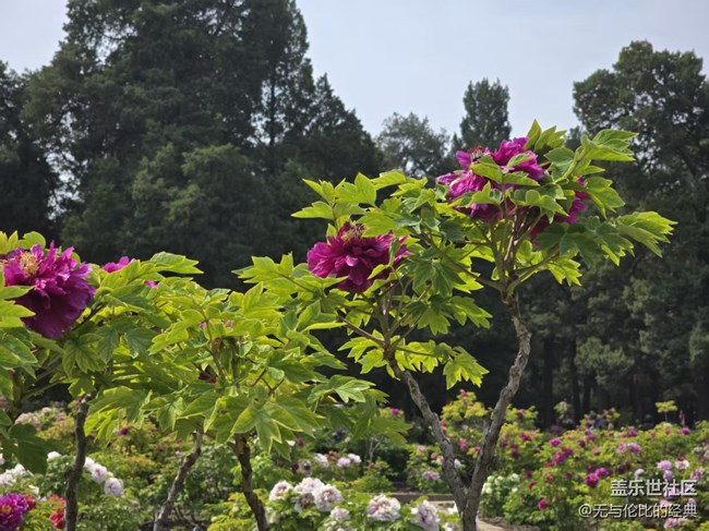 【拈花拾趣】花魁在此