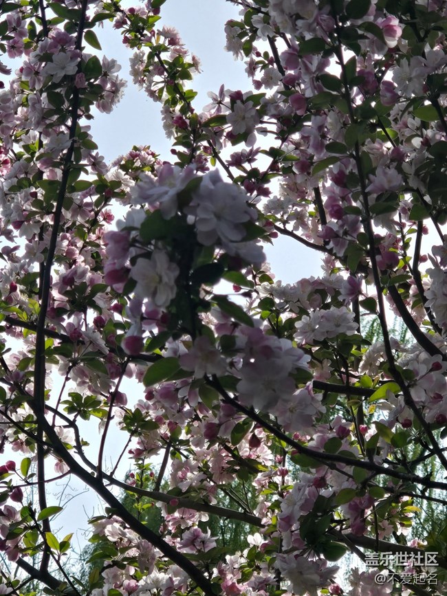 【拈花拾趣】花海搖曳