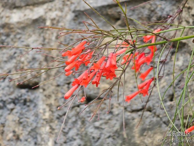 【四月春】四月植物