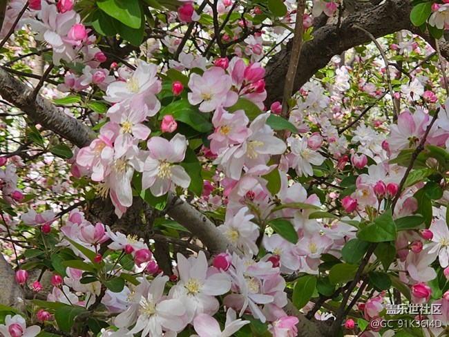 【拈花拾趣】林中藏花