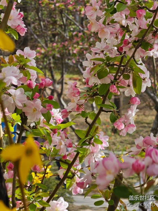 【拈花拾趣】花與花