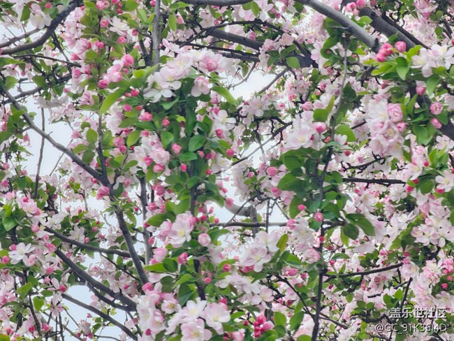 【拈花拾趣】暗花