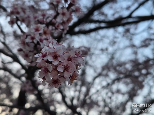 【拈花拾趣】春花爛漫