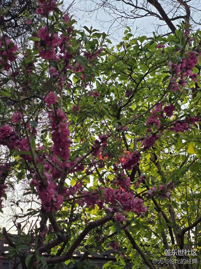 【拈花拾趣】這是什么花