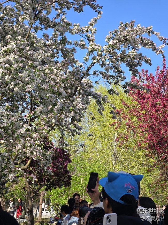 【拈花拾趣】櫻海如潮