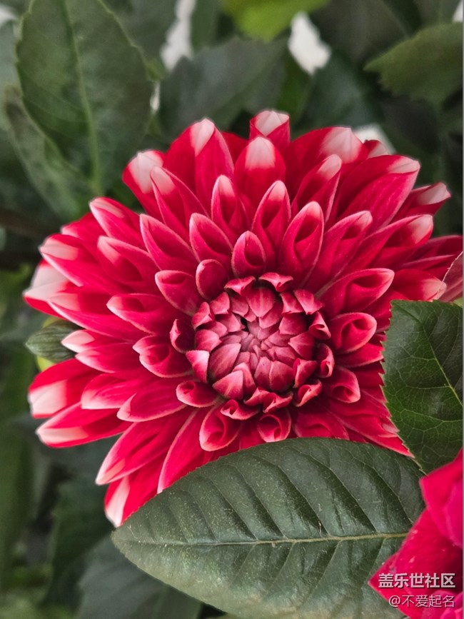 【拈花拾趣】群芳爭艷