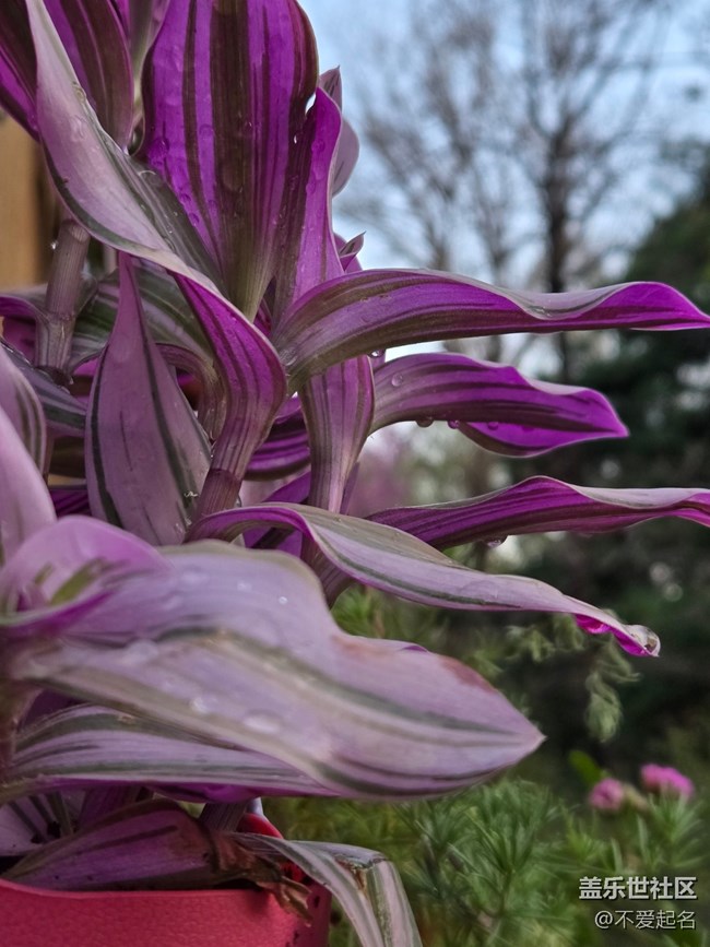 【拈花拾趣】花開成詩