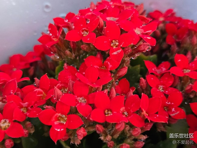 【拈花拾趣】百花齊放