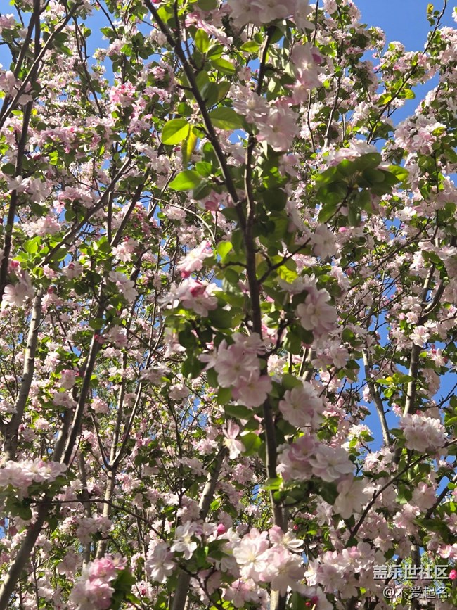 【拈花拾趣】繁花似錦