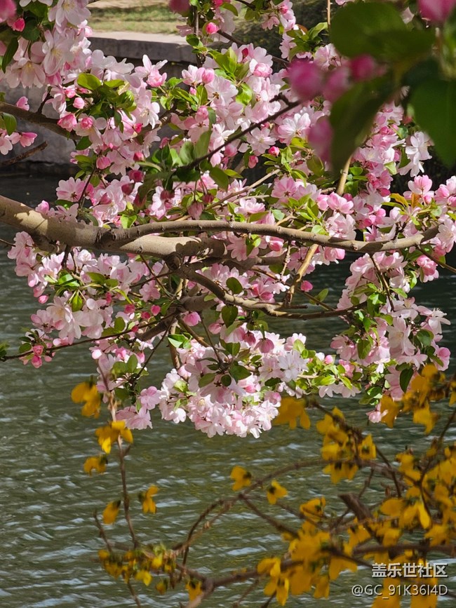 【拈花拾趣】沿河觀花