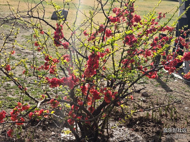 【拈花拾趣】花綻如星