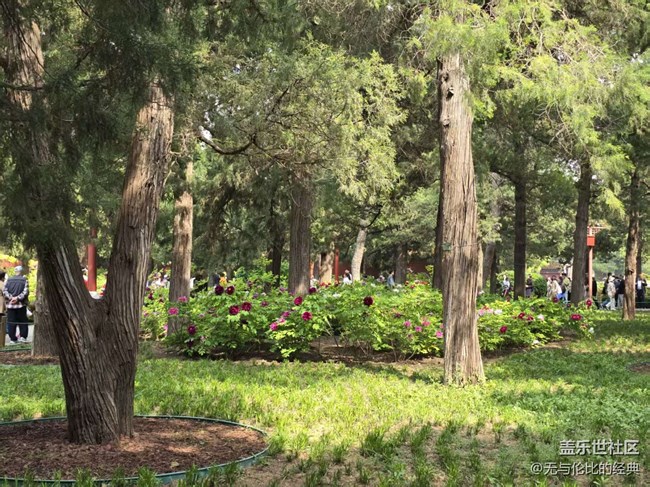 【拈花拾趣】牡丹園里走一遭