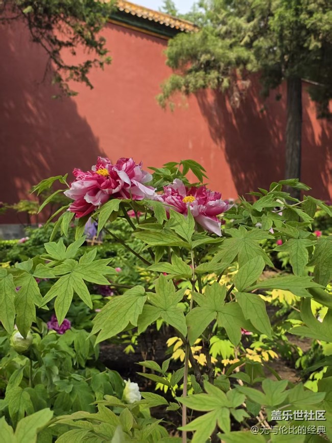 【拈花拾趣】這才是花海