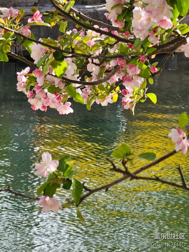 【拈花拾趣】水映花美