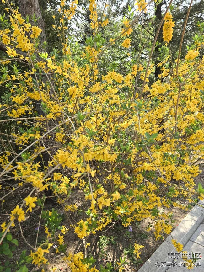 【拈花拾趣】百花齊放春滿園