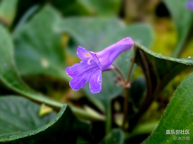 #擁抱大自然——不知名的花