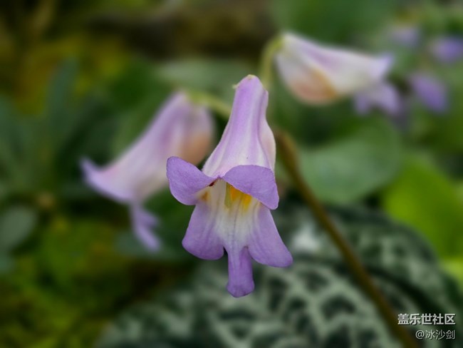 #擁抱大自然——不知名的花