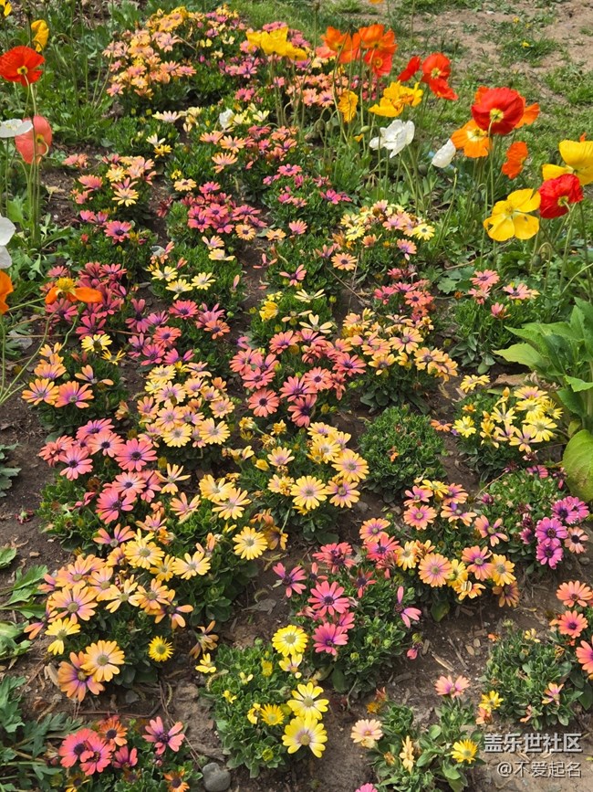 【拈花拾趣】穿行花海