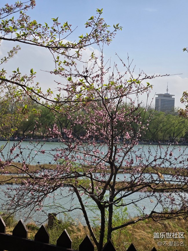 【拈花拾趣】花浪翻涌