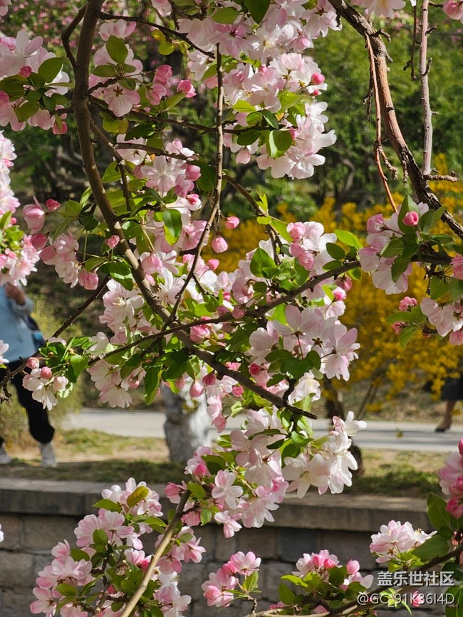 【拈花拾趣】沿河觀花