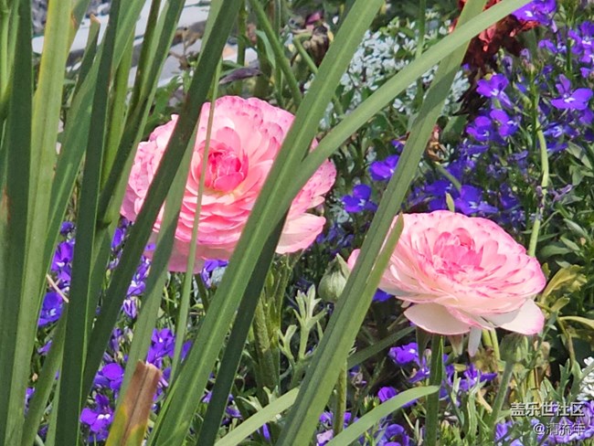 【四月春】花開燦爛