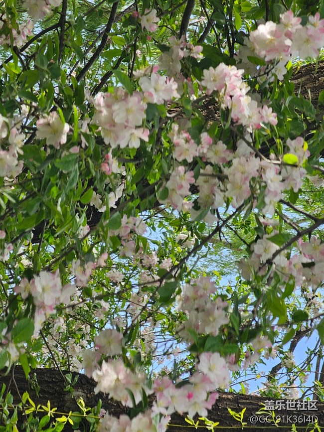 【拈花拾趣】公園