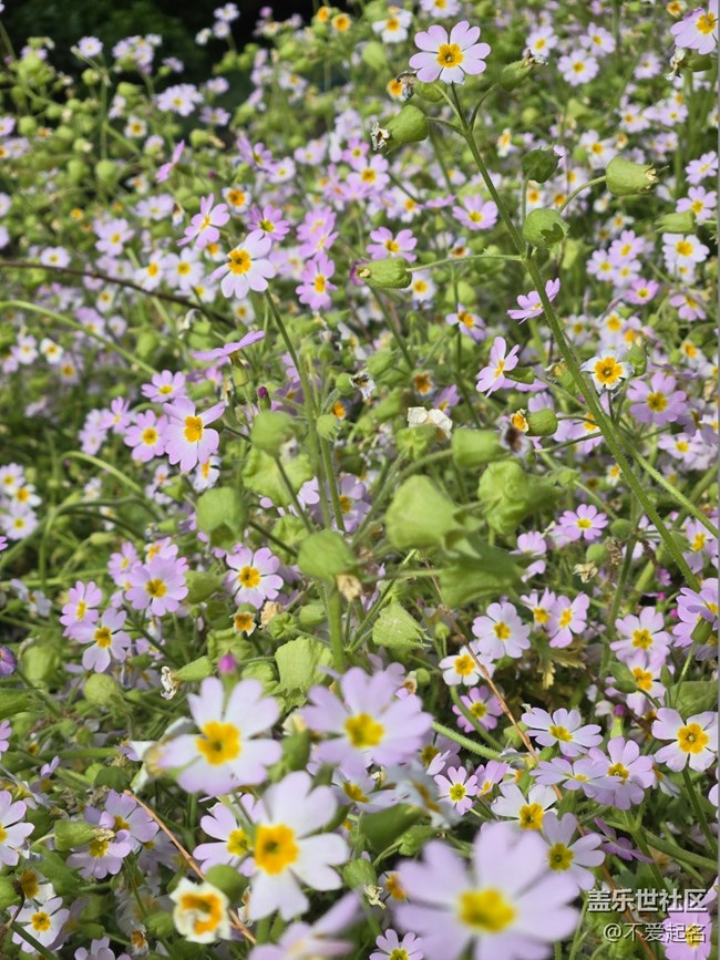 【拈花拾趣】繽紛花海