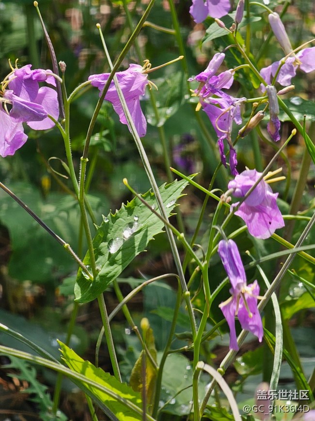 【拈花拾趣】紫花