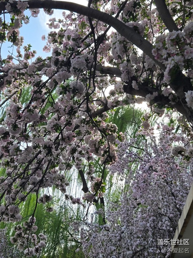 【拈花拾趣】花團(tuán)錦簇