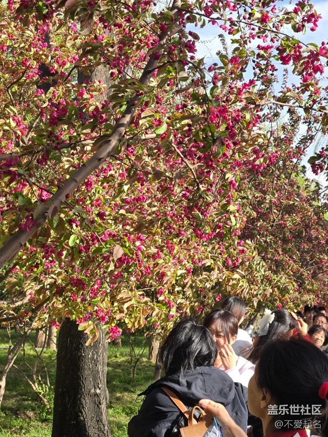 【拈花拾趣】花浪翻涌