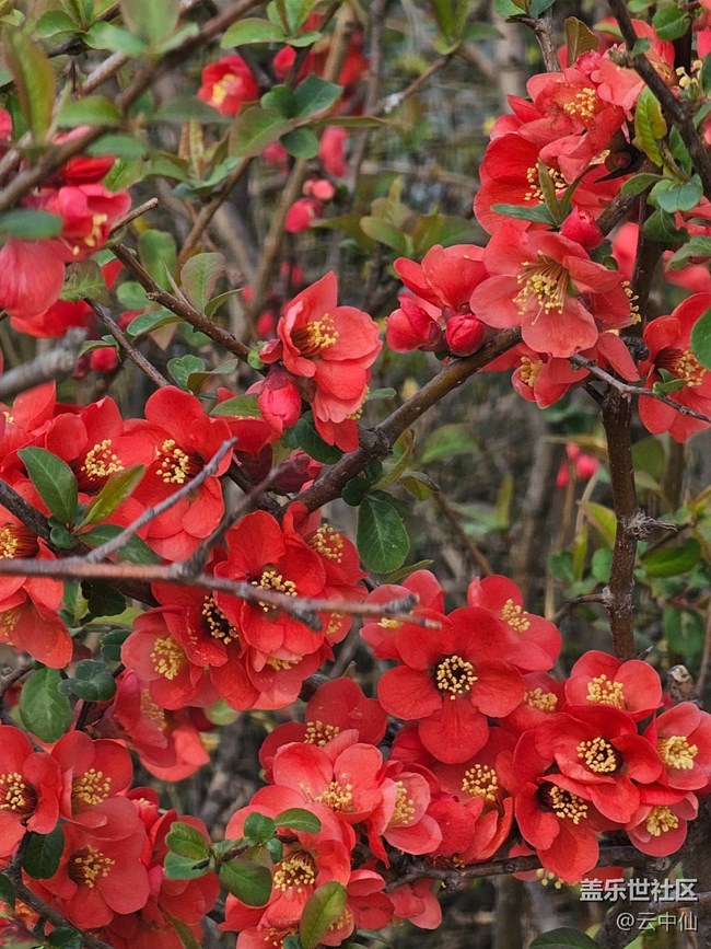 【拈花拾趣】湖邊賞花