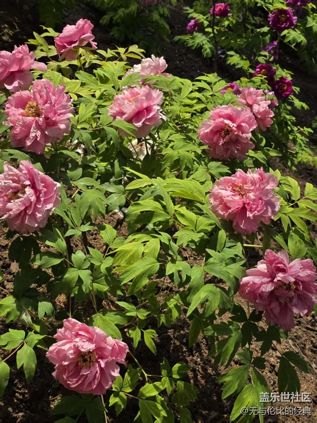 【拈花拾趣】牡丹仙子之瑞春花開