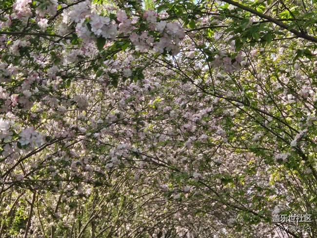 【拈花拾趣】繁花滿枝