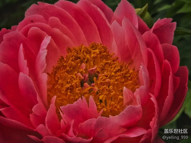 【拈花拾趣】+花開富貴