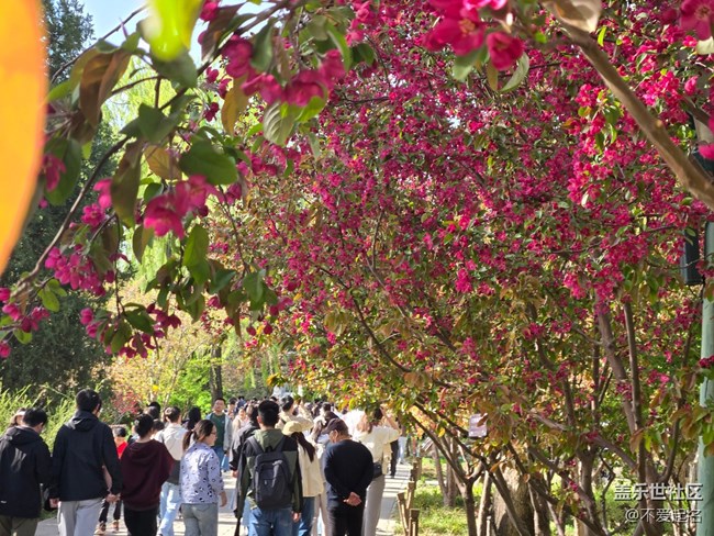 【拈花拾趣】繁花似錦
