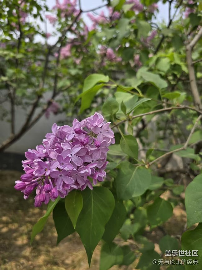 【拈花拾趣】含苞待放的美