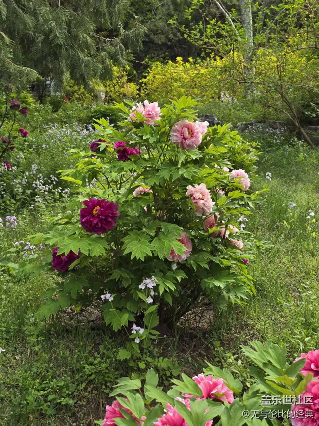【拈花拾趣】無處不在的牡丹花