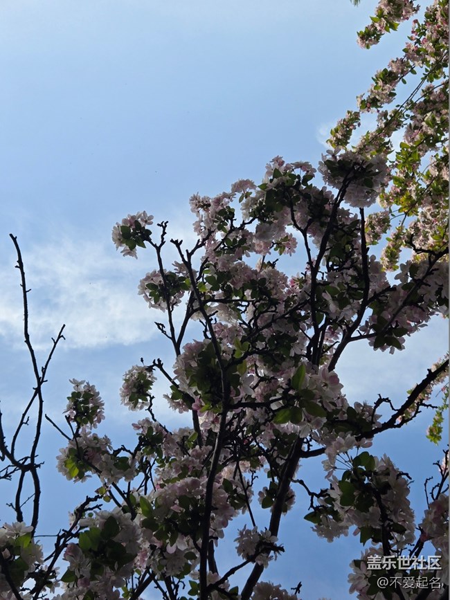【拈花拾趣】花團(tuán)錦簇