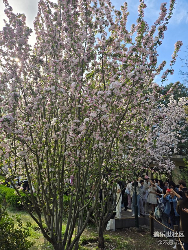 【拈花拾趣】花海搖曳