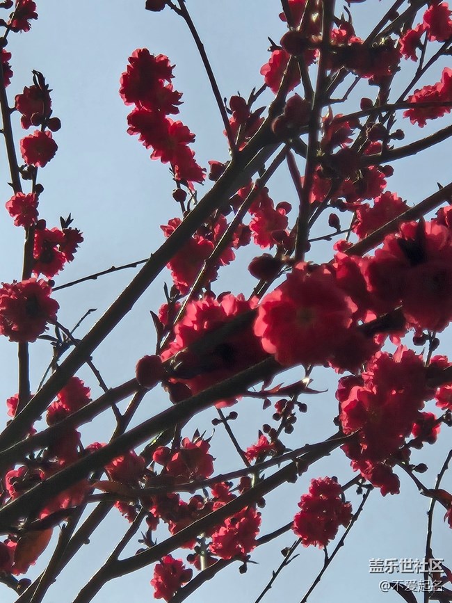 【拈花拾趣】繁花似錦