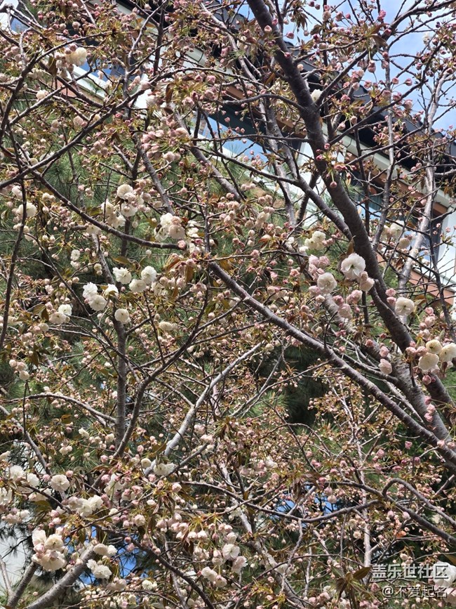 【拈花拾趣】春光旖旎