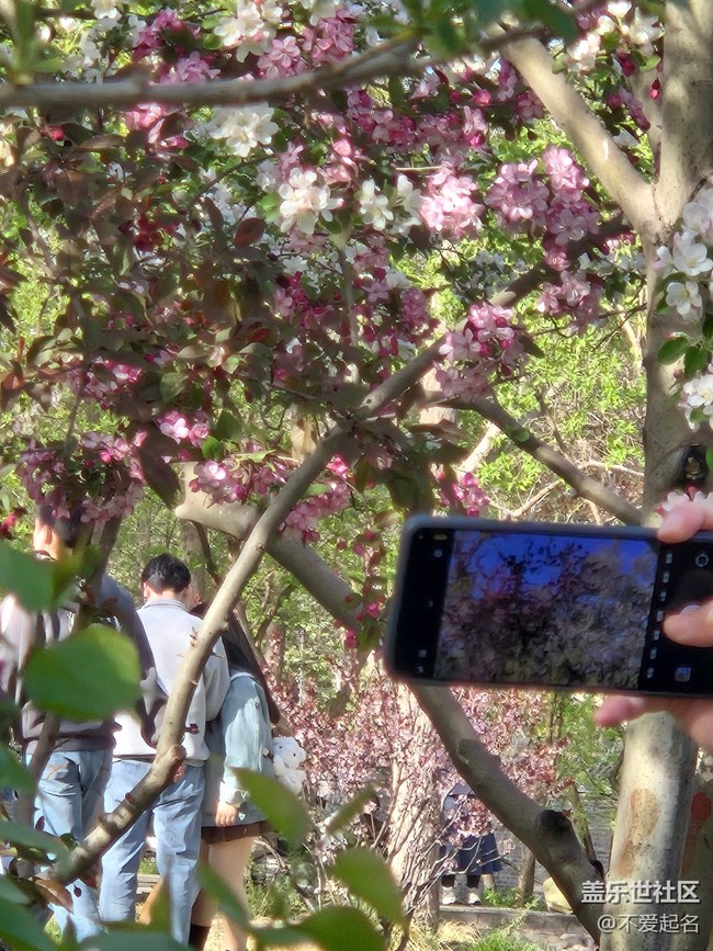 【拈花拾趣】櫻海如潮