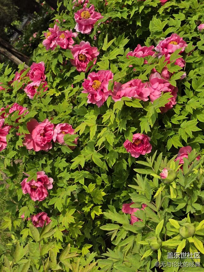 【拈花拾趣】牡丹園里走一遭