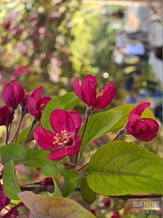 【拈花拾趣】花影婆娑