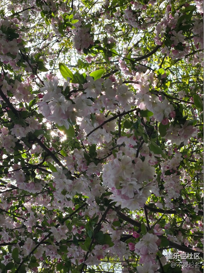 【拈花拾趣】繁花滿枝