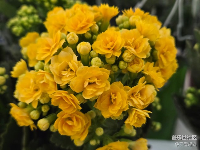 【拈花拾趣】群芳爭艷