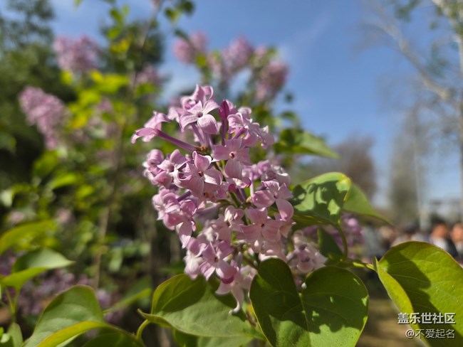【拈花拾趣】繁花似錦