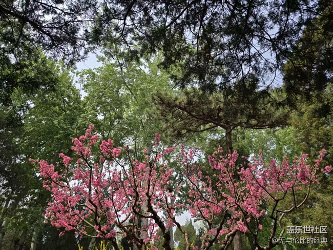 【拈花拾趣】紅黃相間