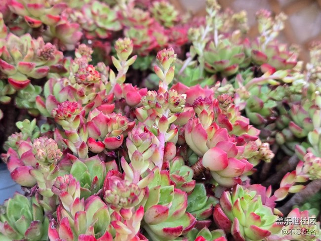 【拈花拾趣】花海飄香